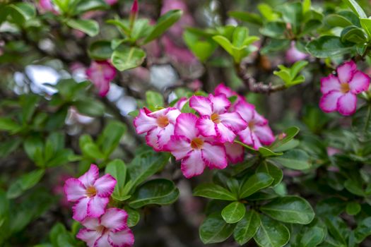 Flowering Adenium in Nong Nooch Garden, Pattaya.