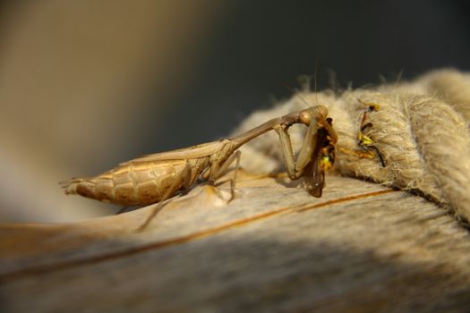 praying mantis eating a bee near rope