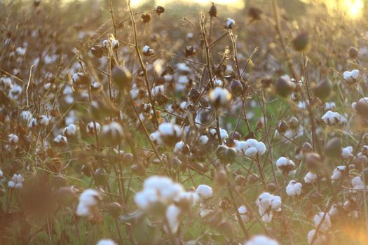 collecting cotton from field at sunset 