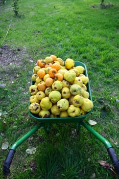 collected fresh persimmon and quince on wheelbarrow