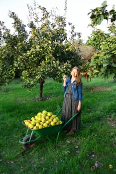 collected fresh persimmon and quince on wheelbarrow