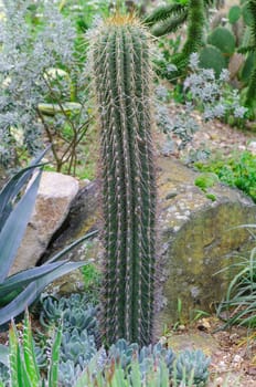 Cactus called Cereus. The cactus is a very species-rich plant.