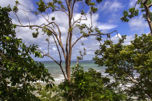 Trees on Shore in Krabi Province, Thailand