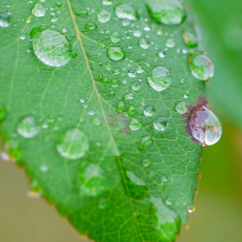 Green leaf with drops of water, square image