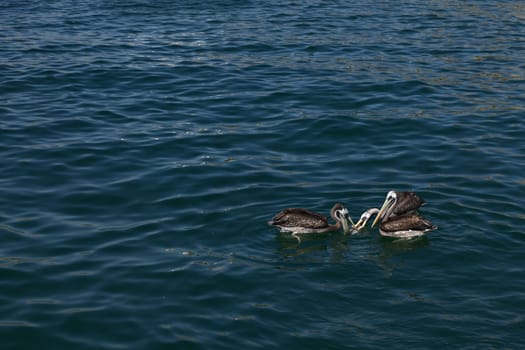 Three Peruvian Pelican (lat. Pelecanus thagus) birds in the water close to the quay of the small town of Mancora in Northern Peru