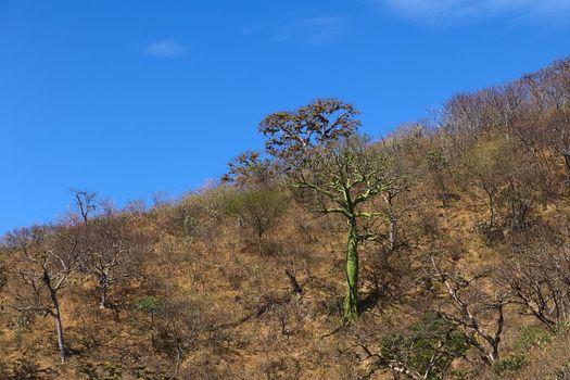 Tree with green bark and others overgrown with Usnea lichen in the tropical dry forest in the Loja Province in Southern Ecuador