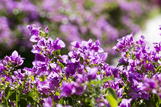 a wall covered with bouganville flowers