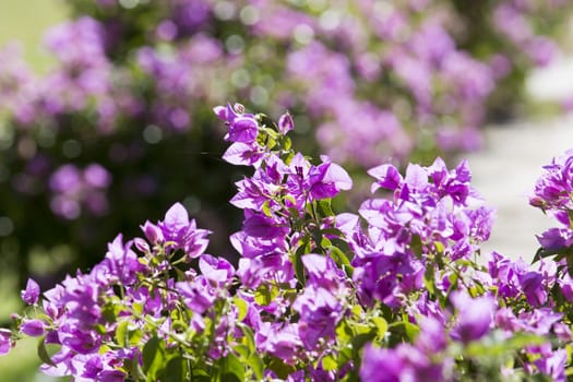 a wall covered with bouganville flowers