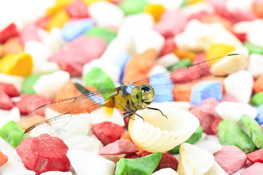 Single Blue dragonfly on multicolor background