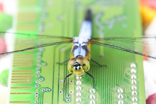 Single Blue dragonfly on RAM Computer