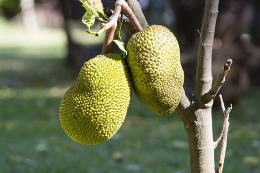 Jackfruit at Mahasarakham in North East Thailand.