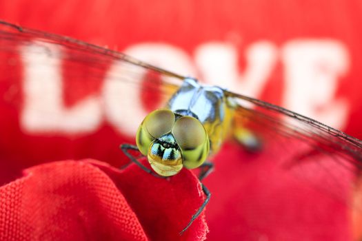 Single Blue dragonfly on red background