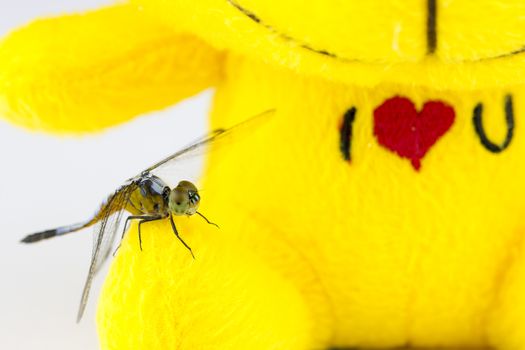 Single Blue dragonfly on yellow stuffed background