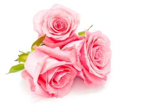 Beautiful pink rose isolated on white background