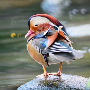 Beautiful male duck, Mandarin Duck (Aix galericulata), standing on the rock