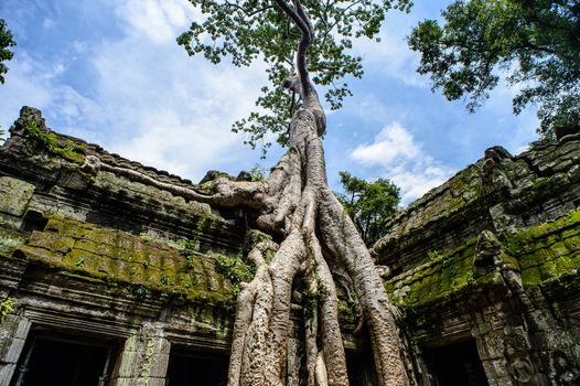 Ta Prohm, built by the Khmer King Jayavarman VII as a Mahayana Buddhist monastery and university. Huge trees are blended into the walls, and rocks are hugging the giant roots.