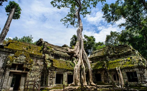 Ta Prohm, built by the Khmer King Jayavarman VII as a Mahayana Buddhist monastery and university. Huge trees are blended into the walls, and rocks are hugging the giant roots