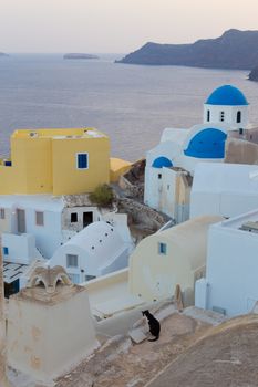 Domestic cat looking over world famous traditional whitewashed chuches and houses of Oia village on Santorini island, Greece.