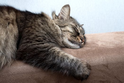 a cute cat sleeping