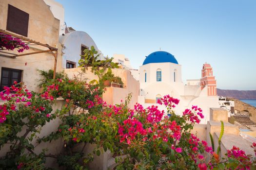 World famous traditional whitewashed chuches and houses and lush floral vegetation of Oia village on Santorini island, Greece. Sunset light.