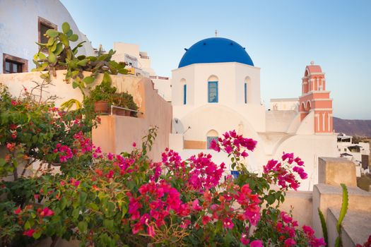 World famous traditional whitewashed chuches and houses and lush floral vegetation of Oia village on Santorini island, Greece. Sunset light.