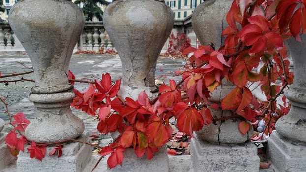 glimpse of autumn in the city