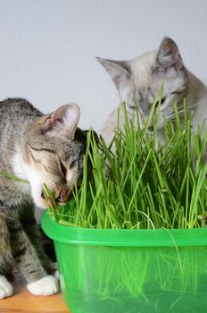 kittens and grass