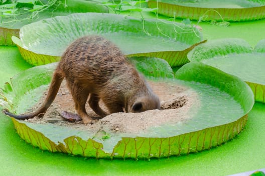 Fun photo montage. Meerkat digs a hole in a leaf of Victoria water lily 