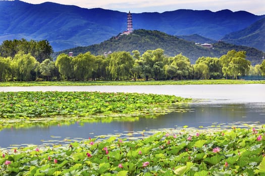 Pink Lotus Pads Garden Reflection Summer Palace Beijing China