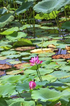 Pink Lotus Flower Lily Pads Lotus Pond Garden Summer Palace Beijing China