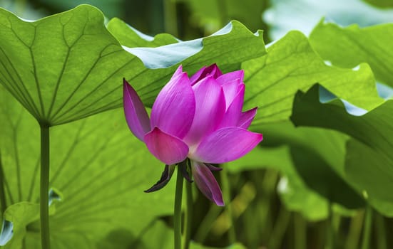 Pink Lotus Flower Lily Pads Close Up  Lotus Pond Summer Palace Beijing China