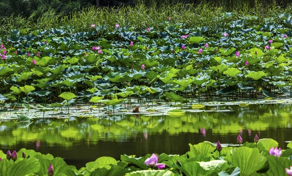 Pink Lotus Pads Garden Reflection Summer Palace Beijing China