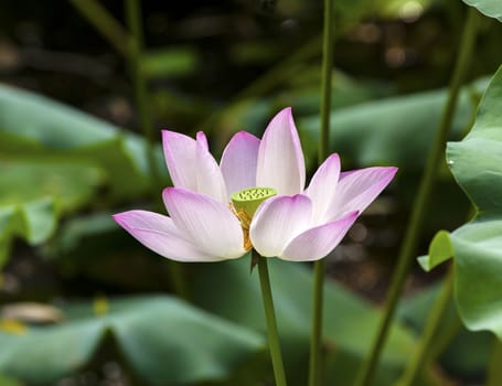 Pink Lotus Flower Lily Pads Close Up  Lotus Pond Summer Palace Beijing China