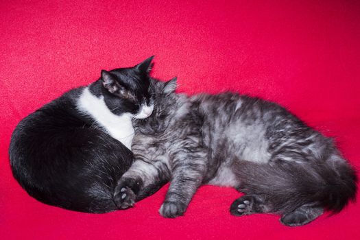 Two cats sleeping on a red background.