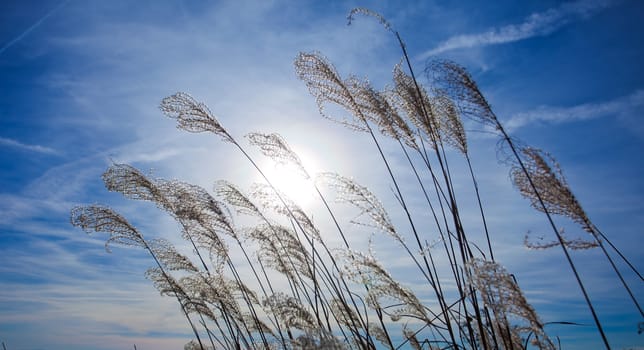 Sunset plant silhouette on blue sky