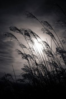 Sunset plant silhouette on blue sky
