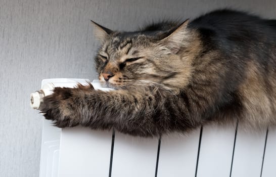 Tabby cat lying a warm radiator