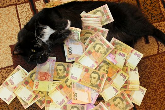 black cat lying on the carpet with Ukrainian money