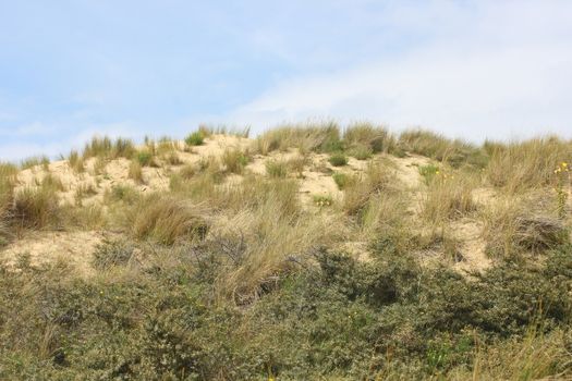 A dune with grass and bushes planted