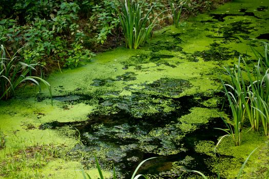 Biotope living place for plants