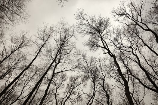 Bare trees of an autumn forest