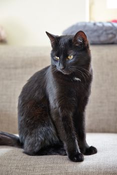 Cat laying on the couch