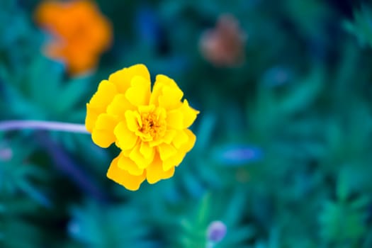 Yellow Gerbera on a dark background a