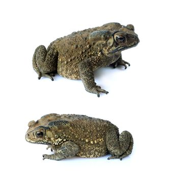 Toad isolate on a white background