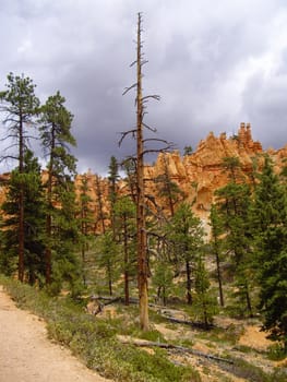 Bryce Canyon National Park, Utah USA