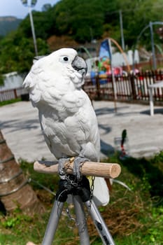 White Cockatoo on a branch
