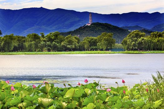 Yue Feng Pagonda Pink Lotus Pads Garden Reflection Summer Palace Beijing China