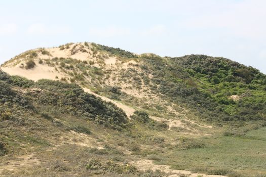 A dune with grass and bushes planted