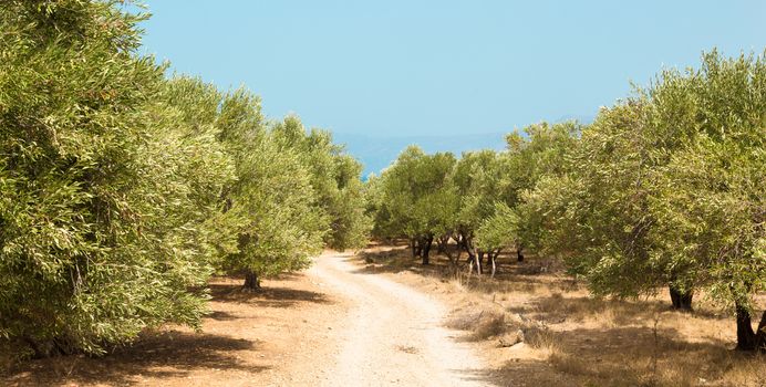 Olive grove on a hot summer day on Crete island, Greece.