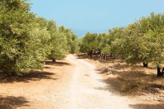 Olive grove on a hot summer day on Crete island, Greece.